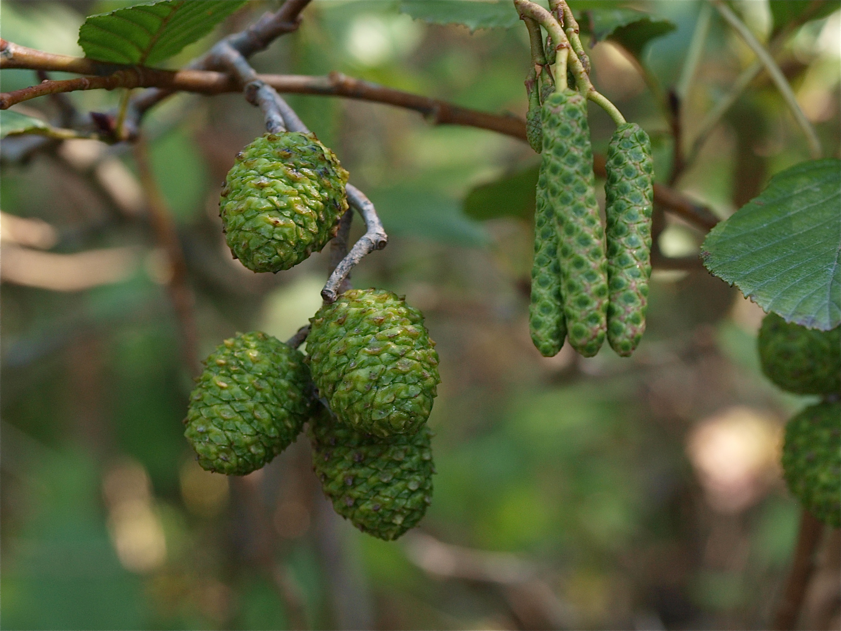 Alnus species (Alder)