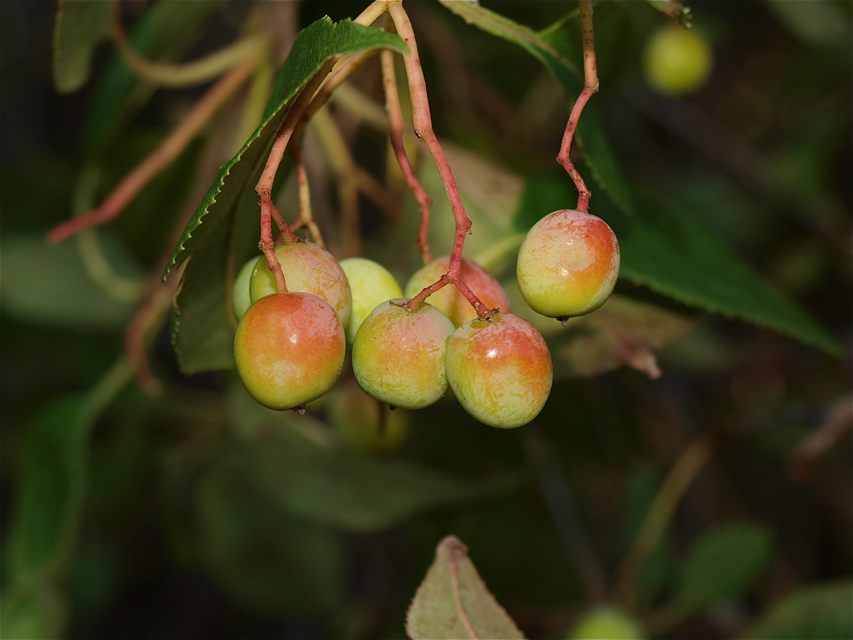 Viburnum lentago (Nannyberry)