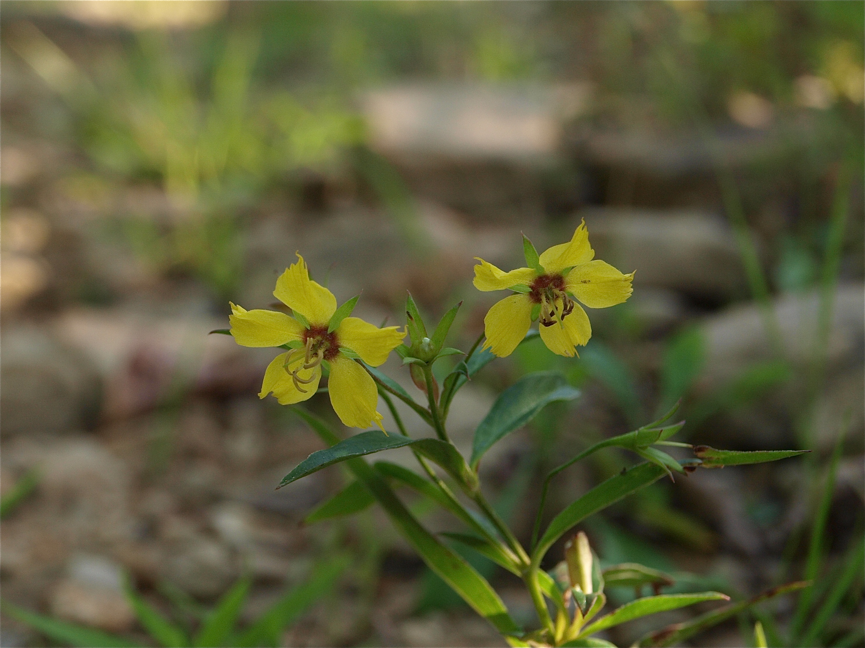 Lysimachia lanceolata (Lance-Leaved Loosestrife)