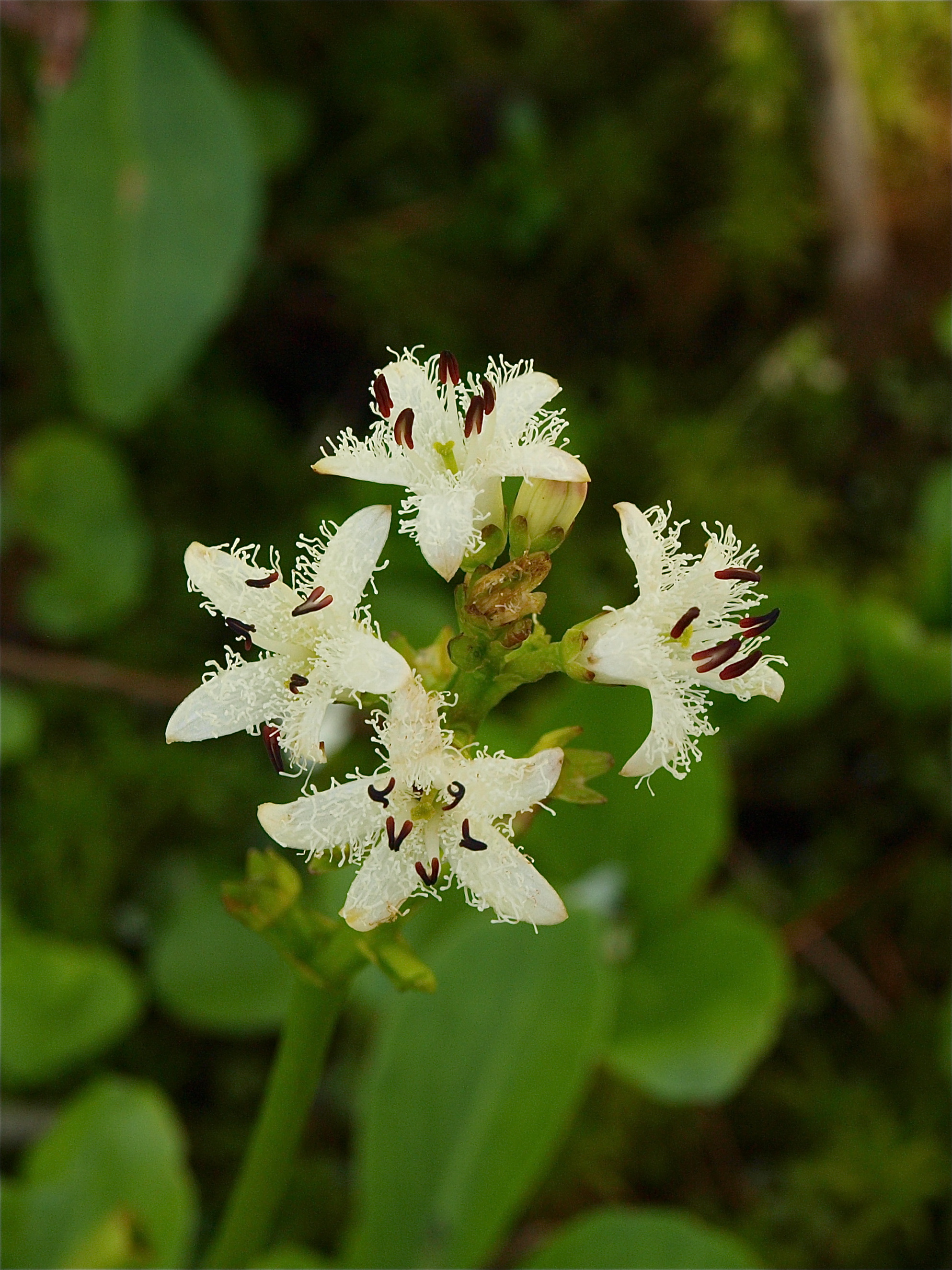 Menyanthes trifoliata (Buckbean)