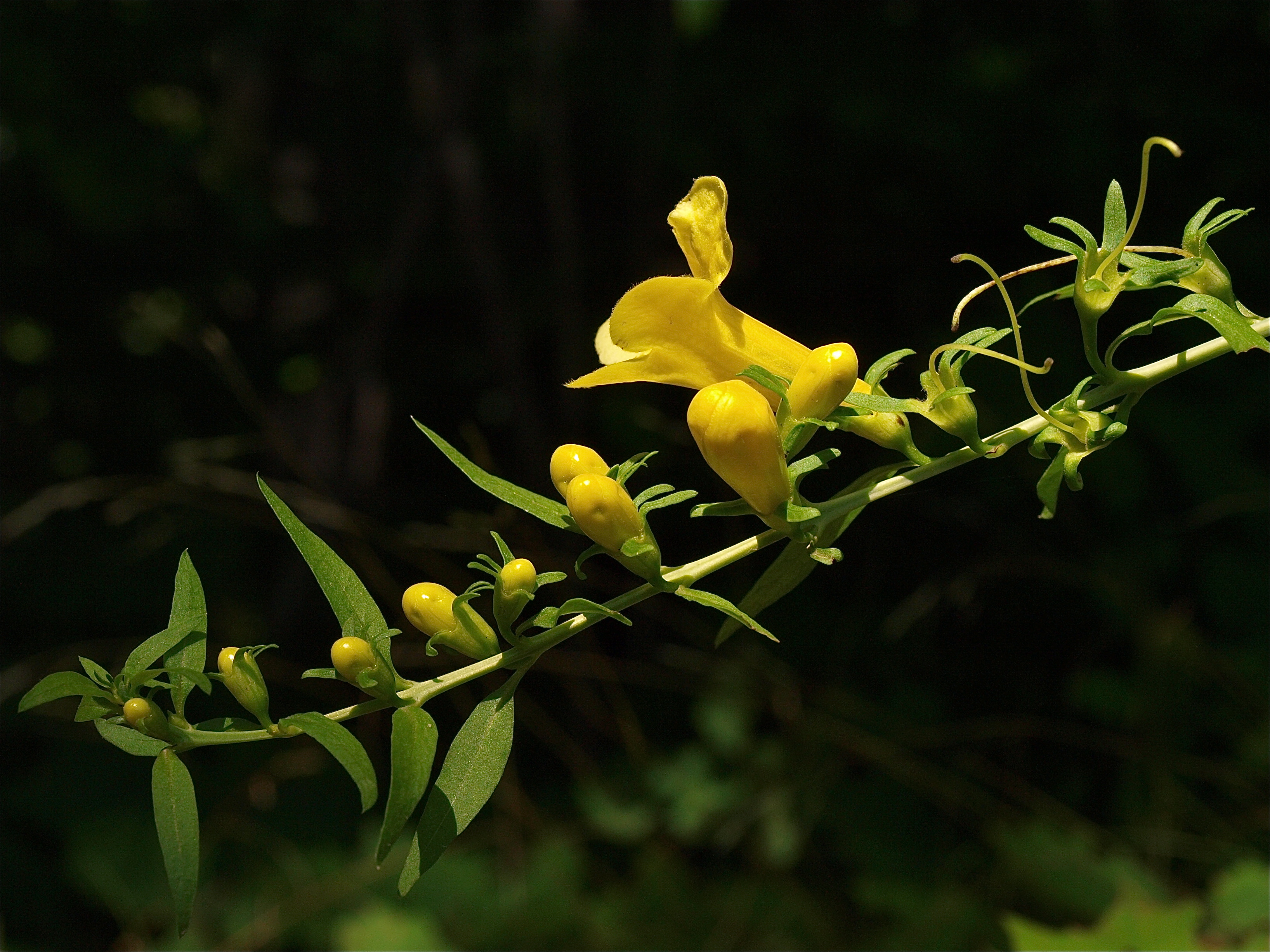 Aureolaria flava (Smooth Yellow False Foxglove) - Side View