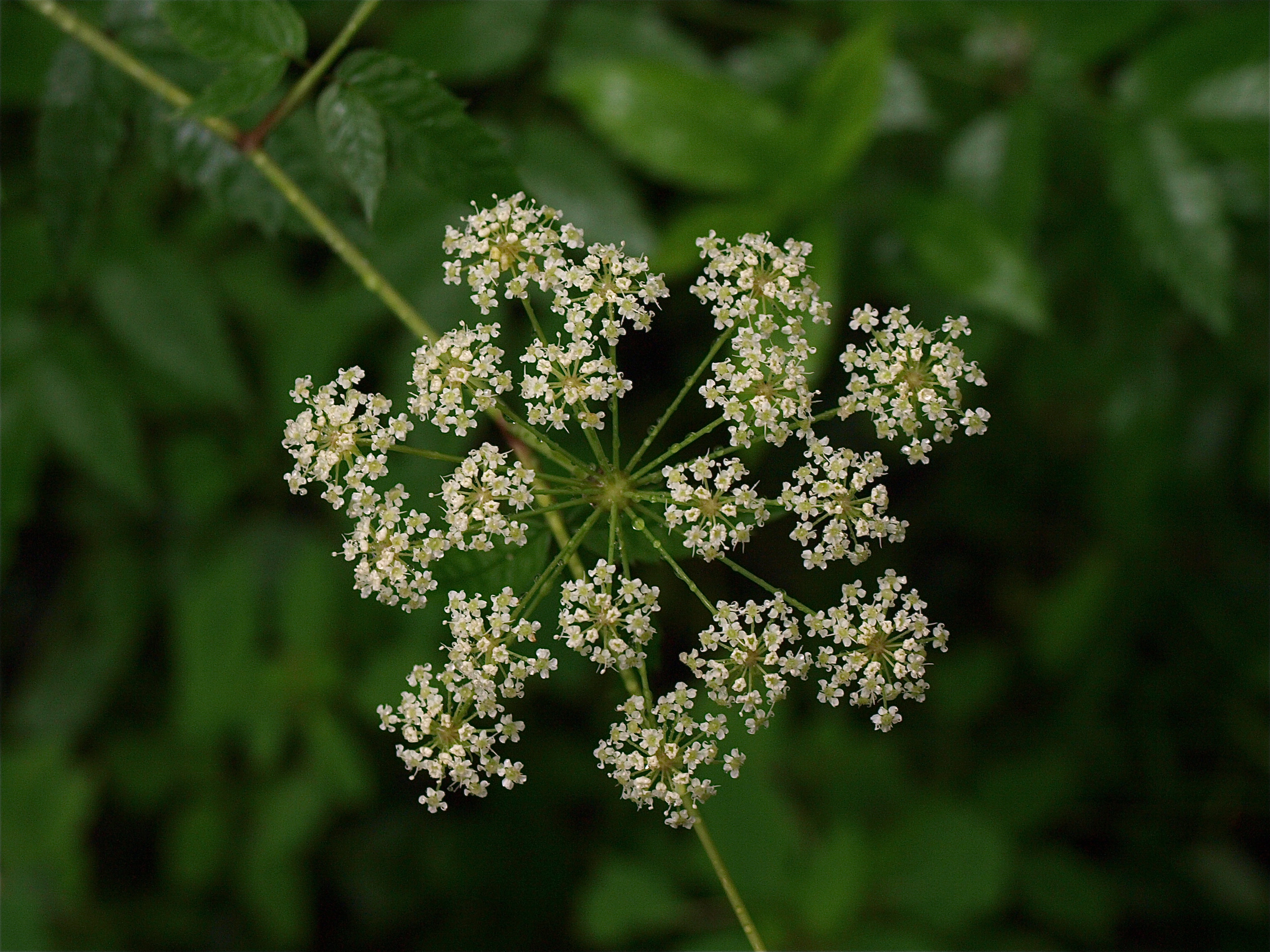 Cicuta maculata (Spotted Water-Hemlock)