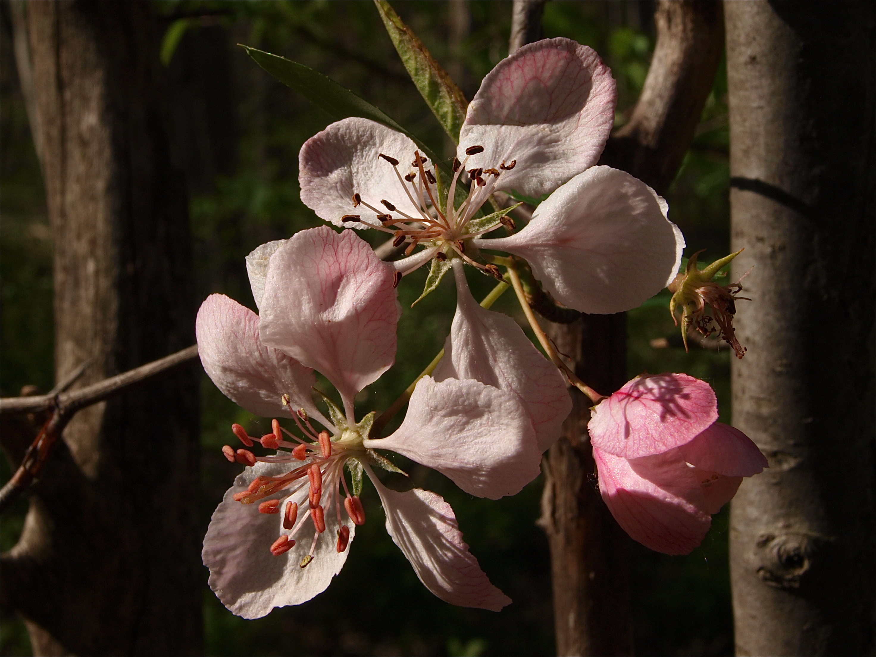 Malus coronaria (Sweet Crabapple)