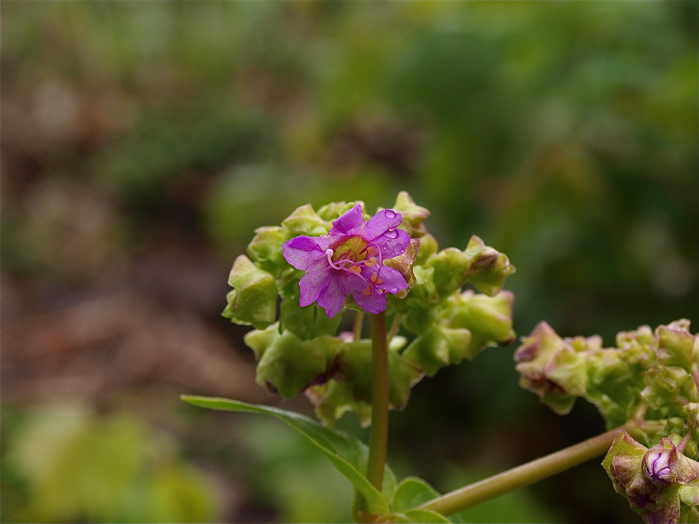Mirabilis nyctaginea (Wild Four-Oclock)
