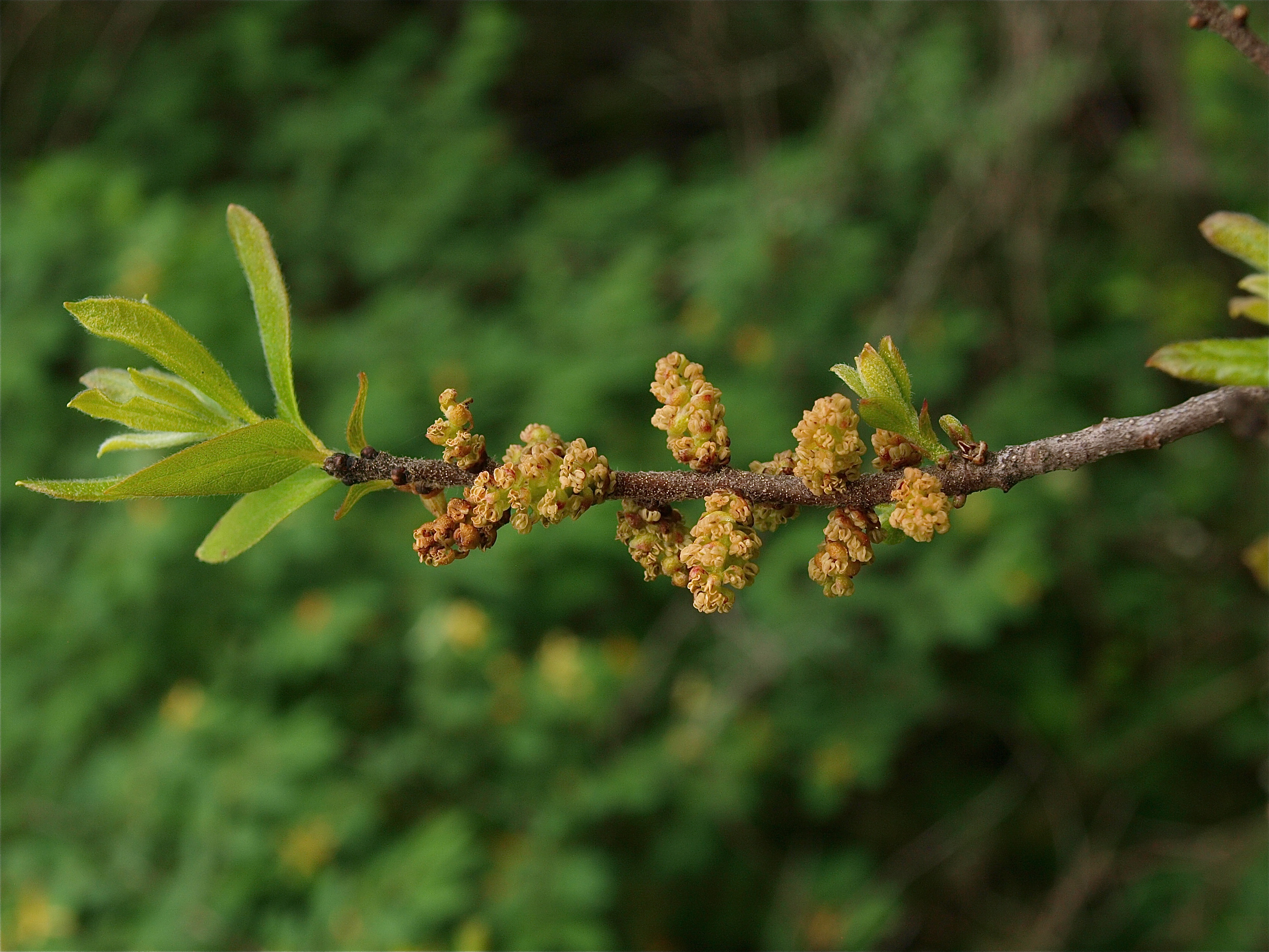 Morella pensylvanica (Northern Bayberry)