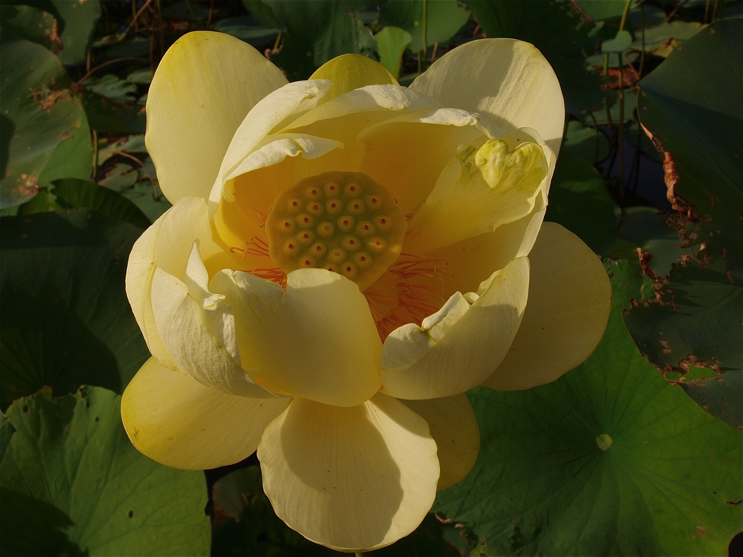 Nelumbo lutea (American Lotus)