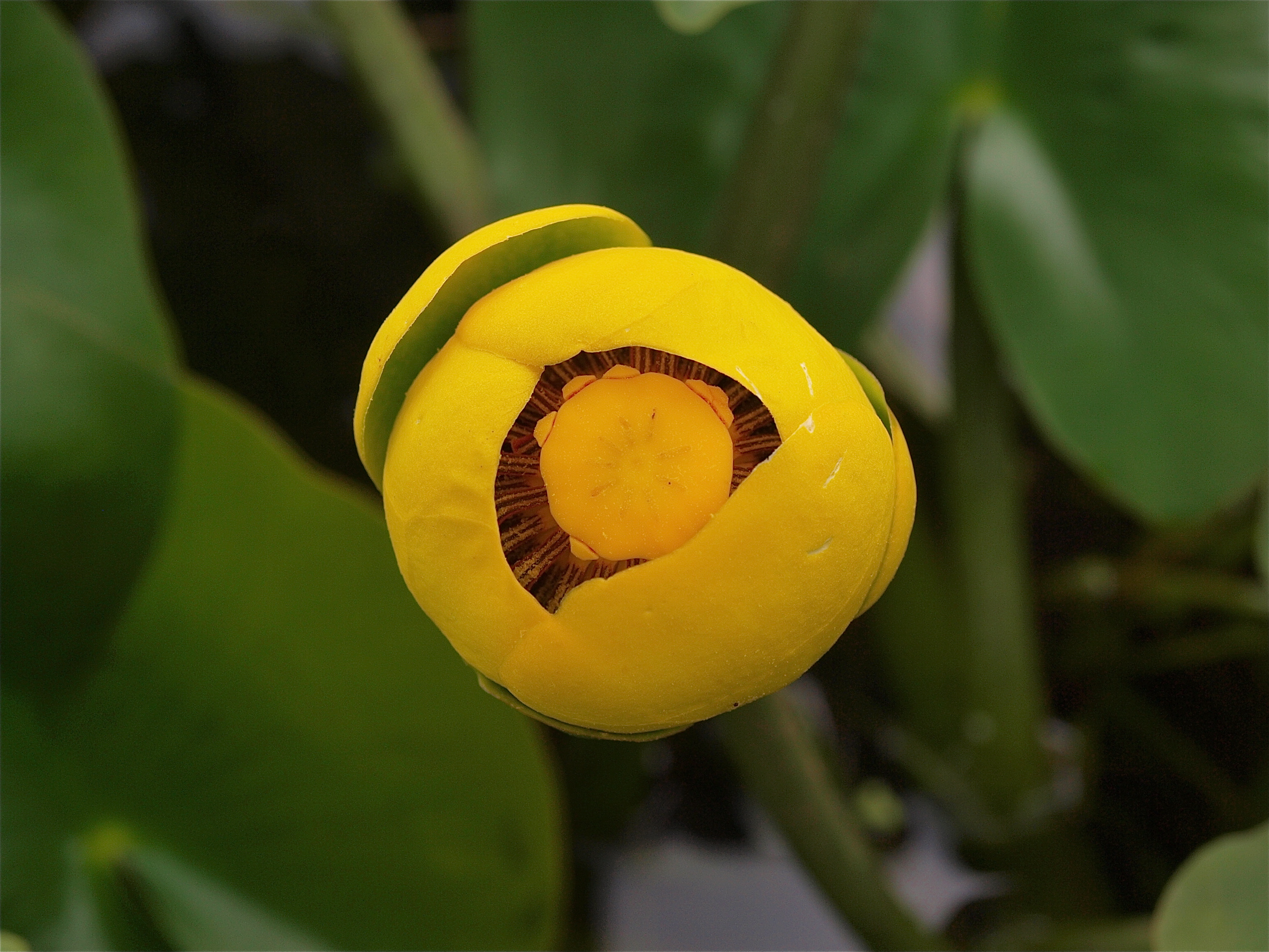 Nuphar species (Yellow Pond-Lily)