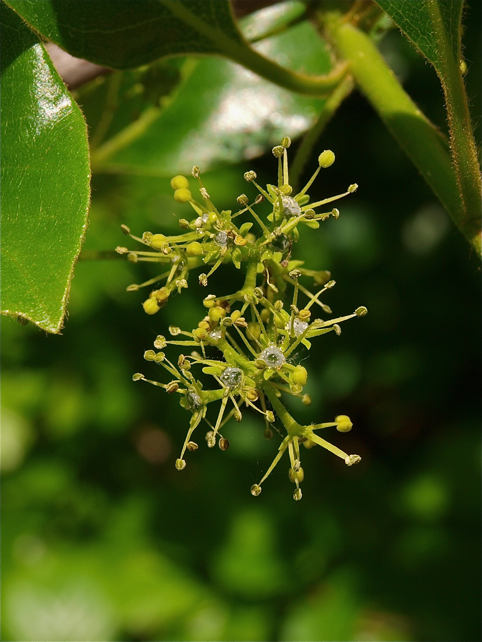 Nyssa sylvatica (Black Gum)