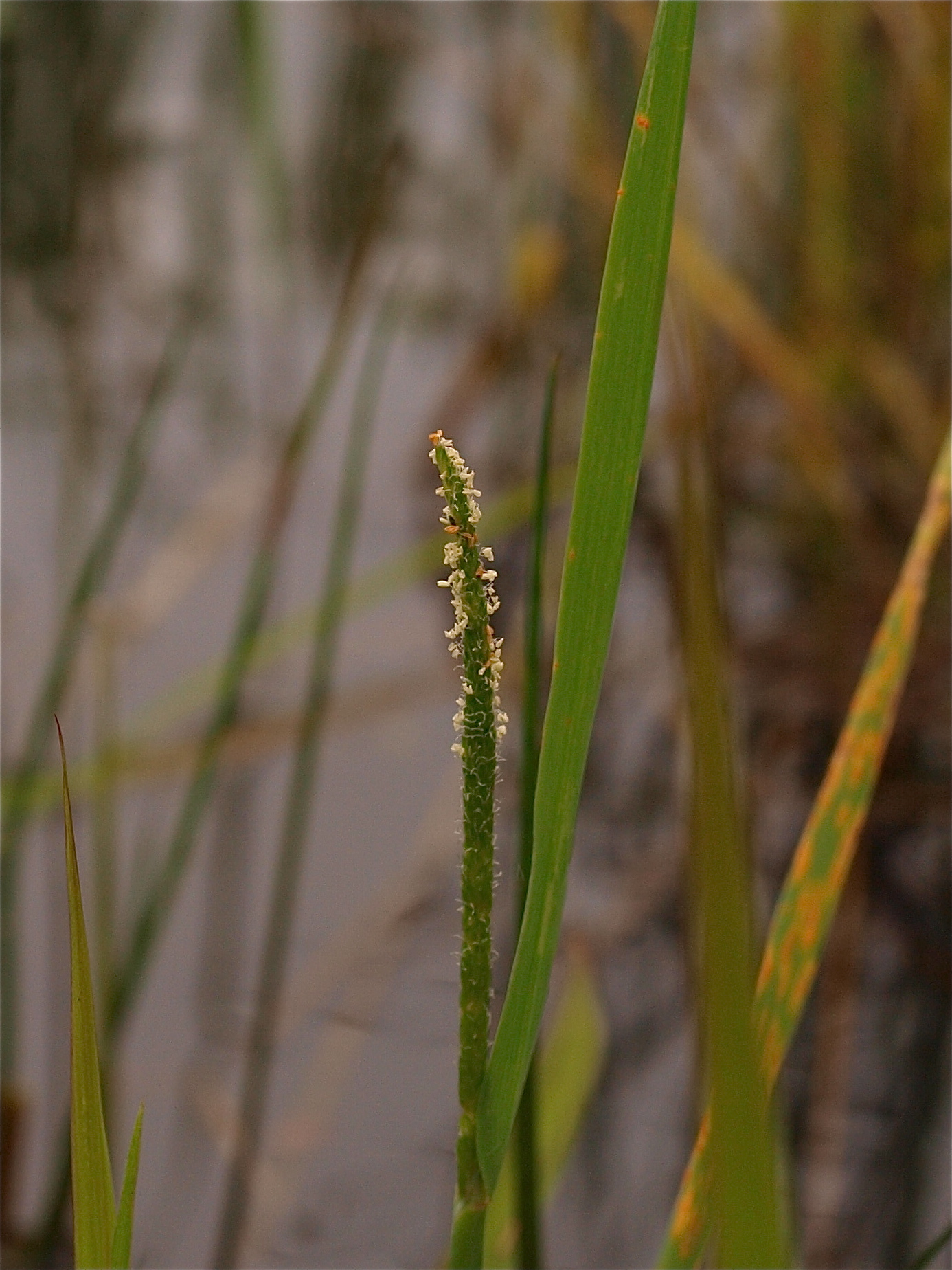 Alopecurus aequalis (Short-Awned Foxtail)