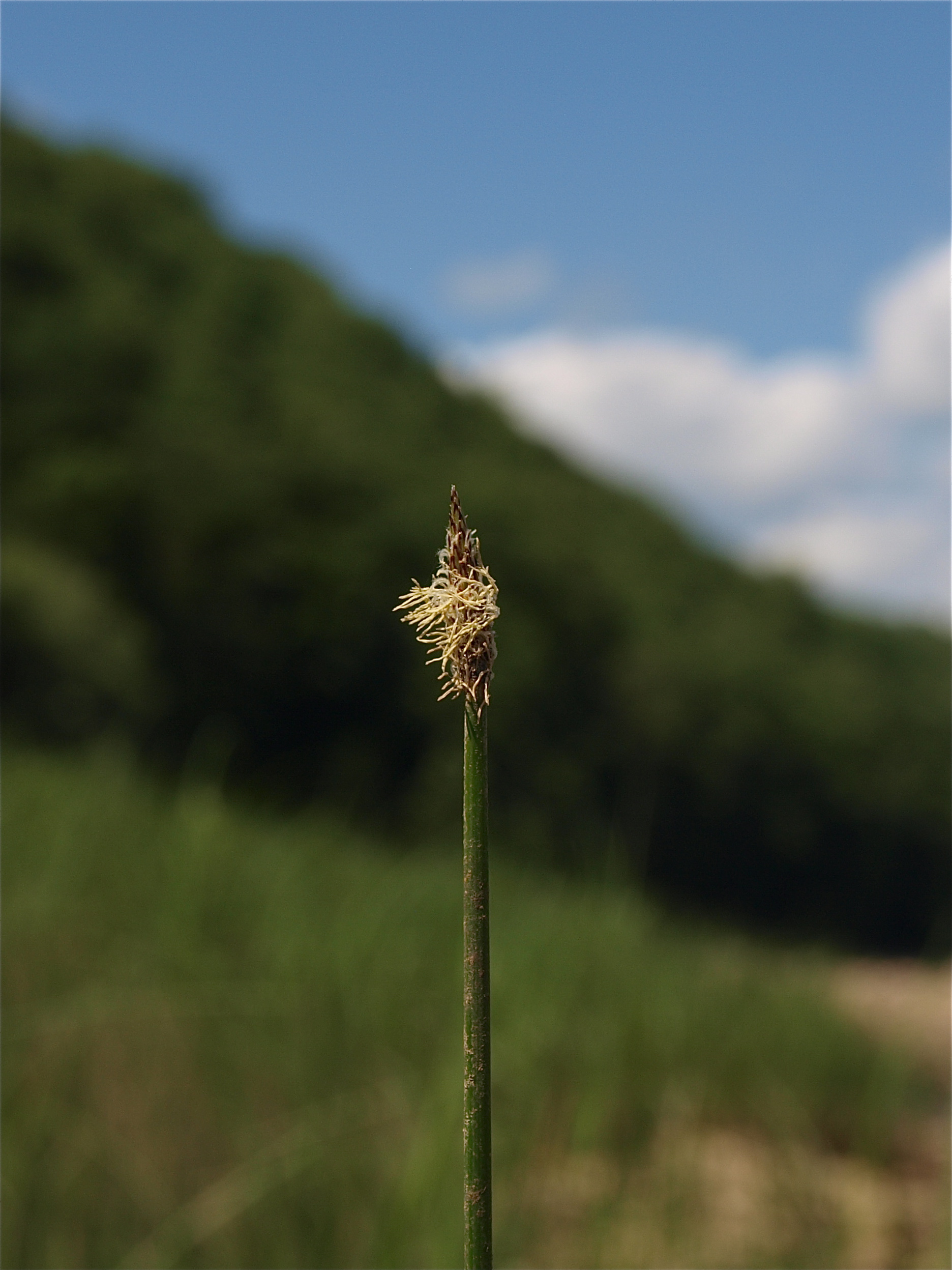 Eleocharis species (Spikerush)