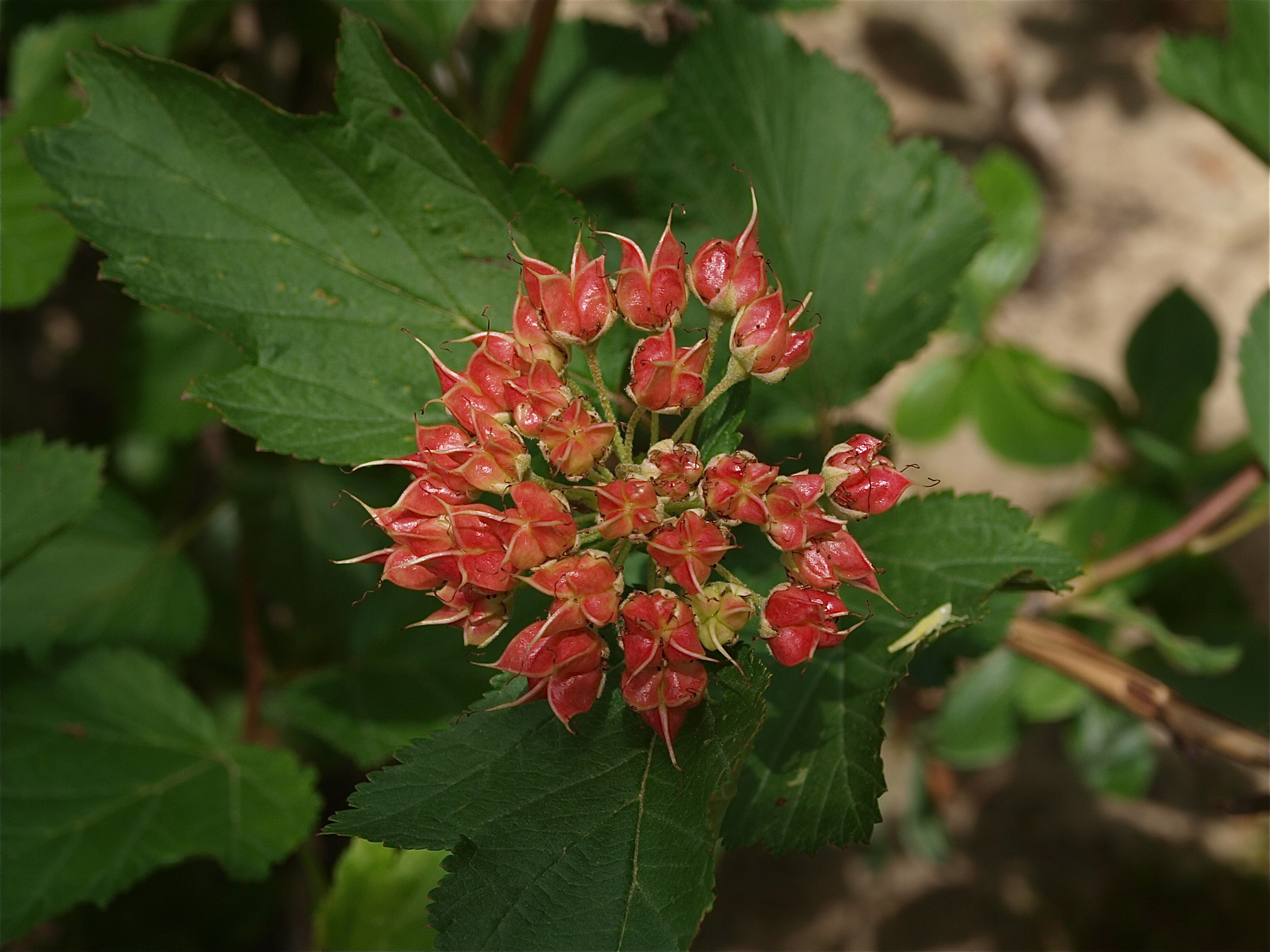 Physocarpus opulifolius (Ninebark)