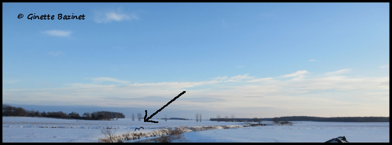 Un grand oiseau haut sur pattes ma fait sursauter quand je suis arrive prs de toi. Lui aussi a eu peur, il sest envol.