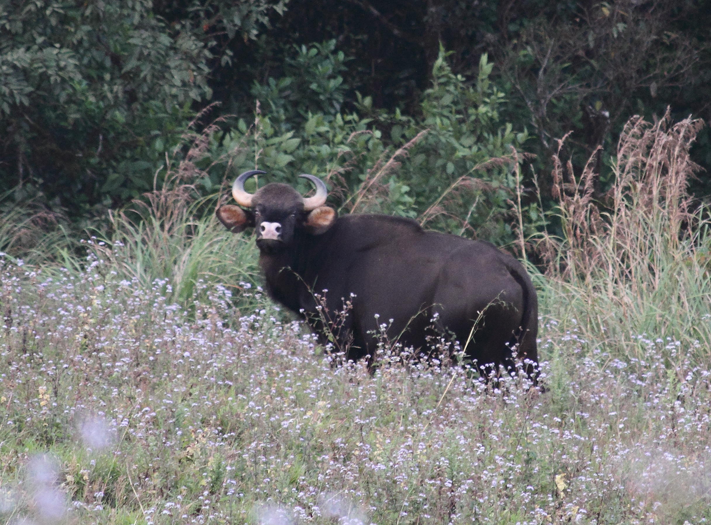 Gaur or Indian Bison