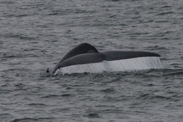 Blue Whale GIF.gif