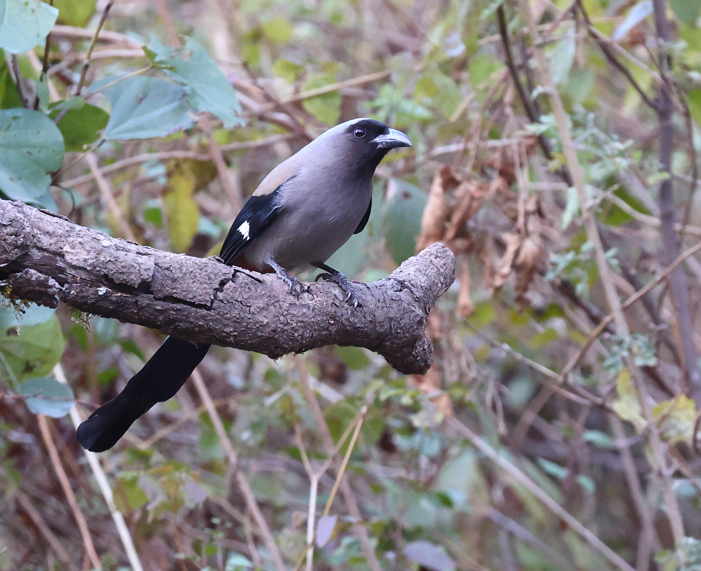 Grey Treepie