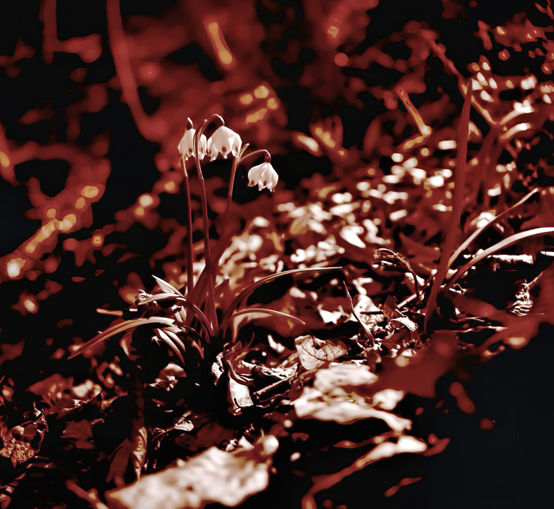 Spring Snowflake