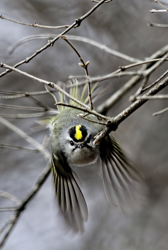 Golden-crowned Kinglet