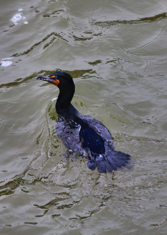 Double-crested Cormorant 