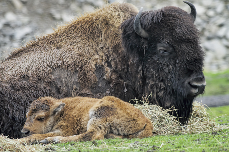 Bison and Calf