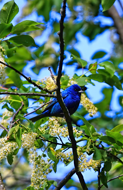 Indigo Bunting