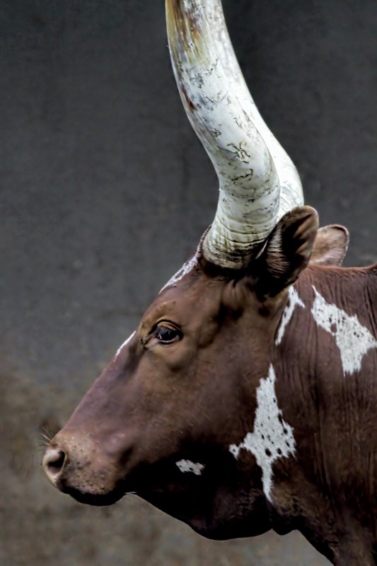 Watusi