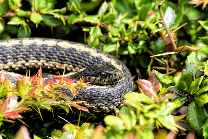 Snake in the Bushes 