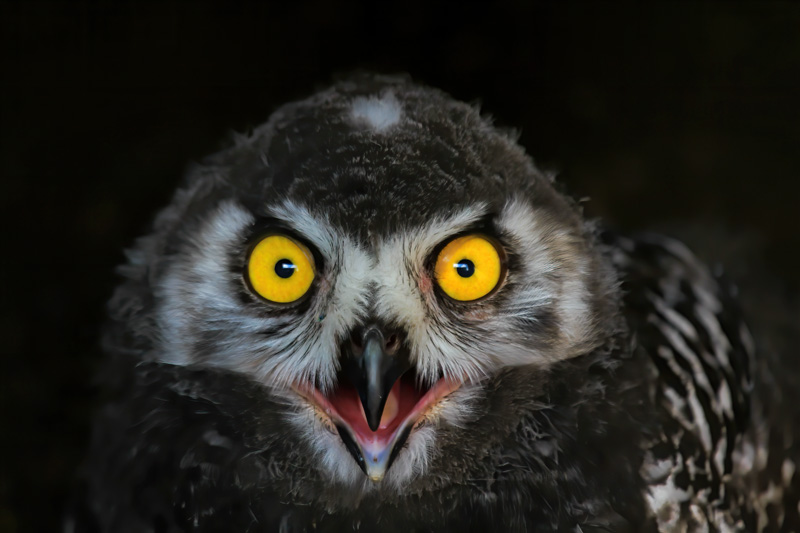 Baby Snowy Owl 