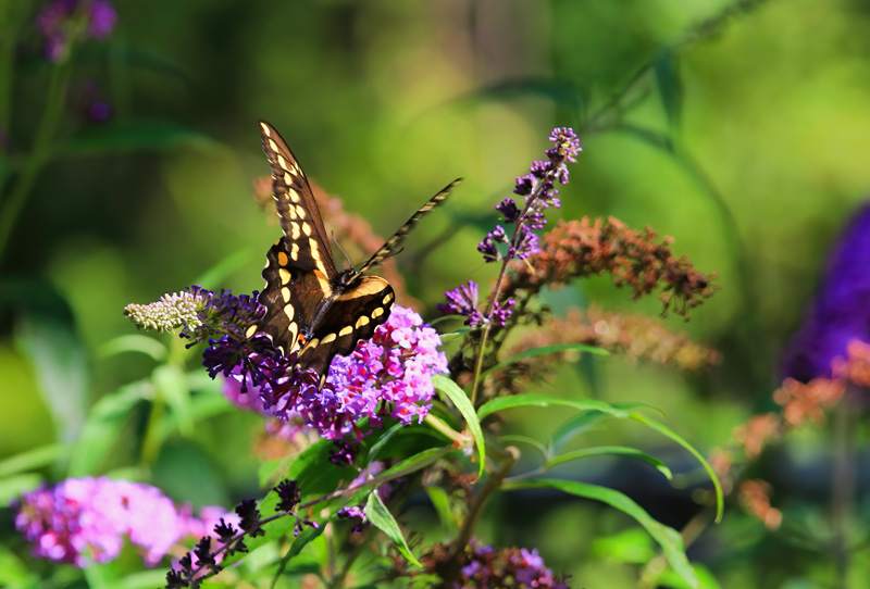 Swallowtail
