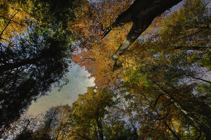 Night Sky in the Forest 