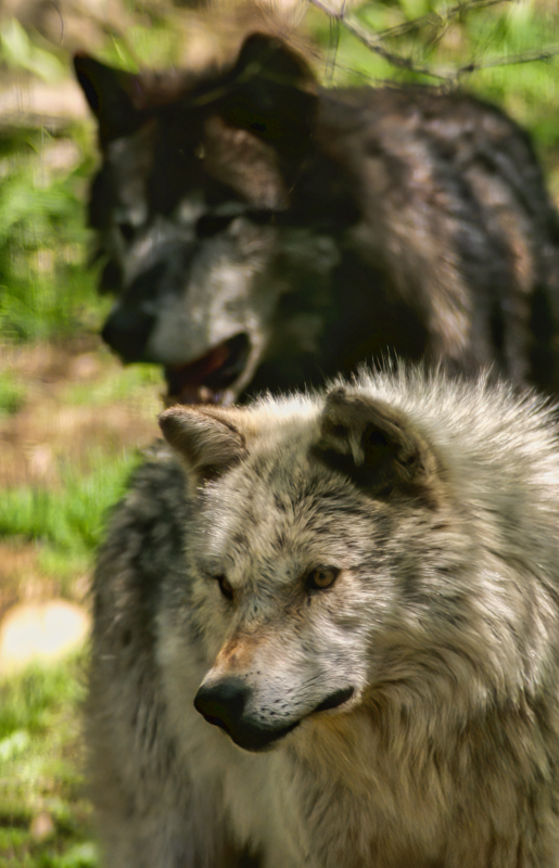 Wolves