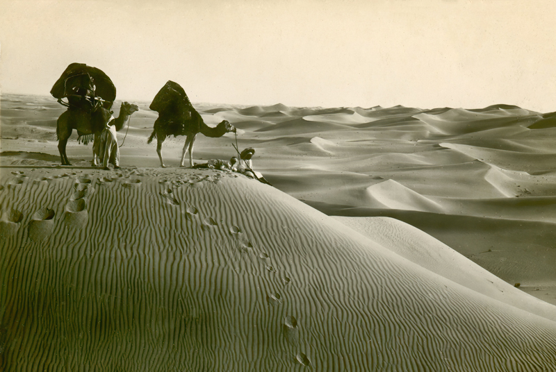 Camels in the Desert 