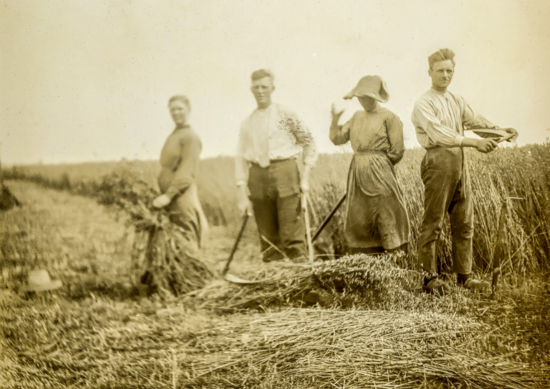 Harvest Time  