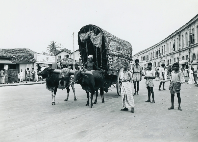 Bullock Cart 