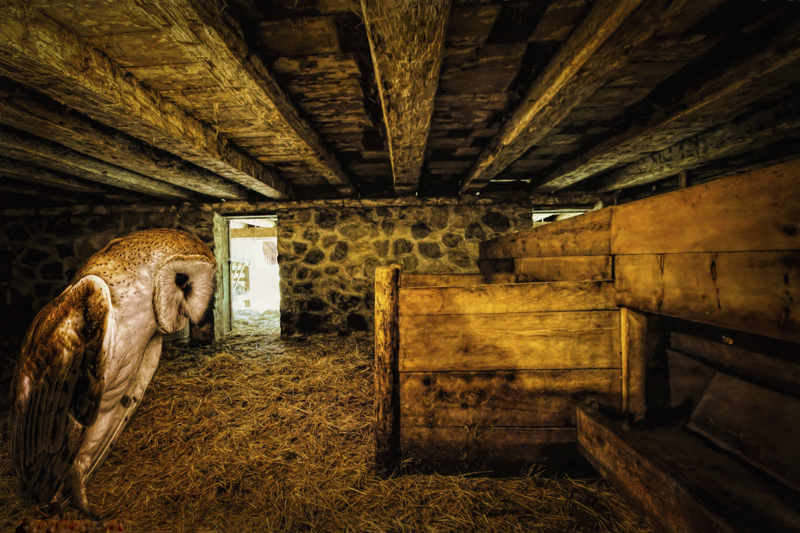 Owl in the Barn 