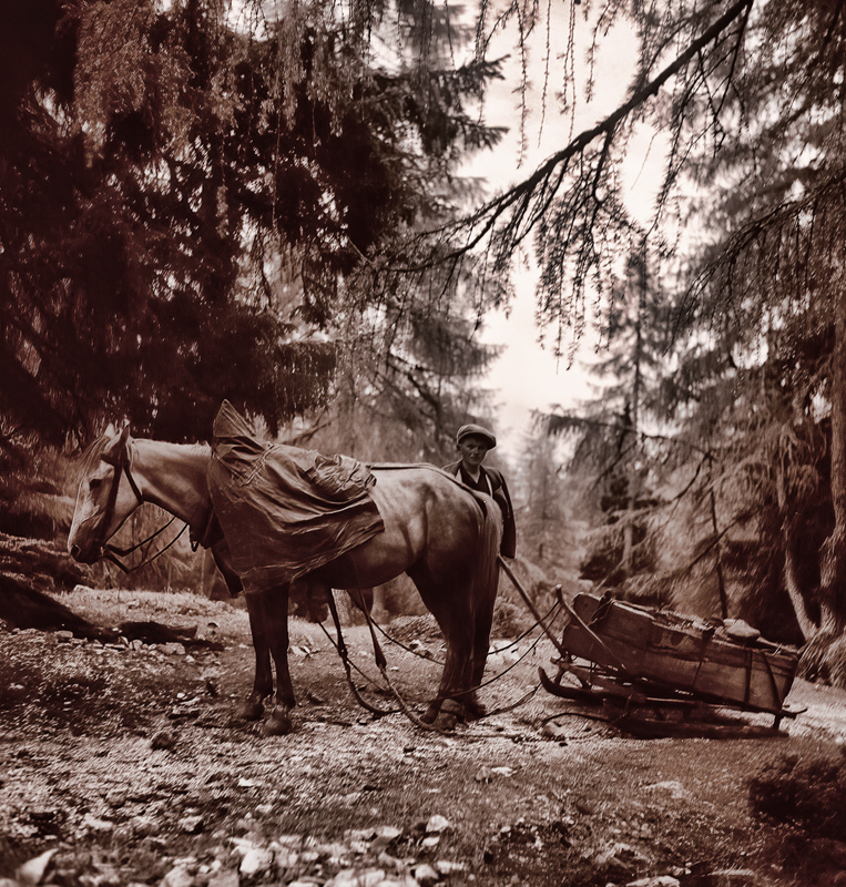 Horse and Sled in the Woods 