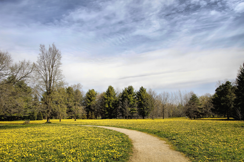 Dandelion Season 