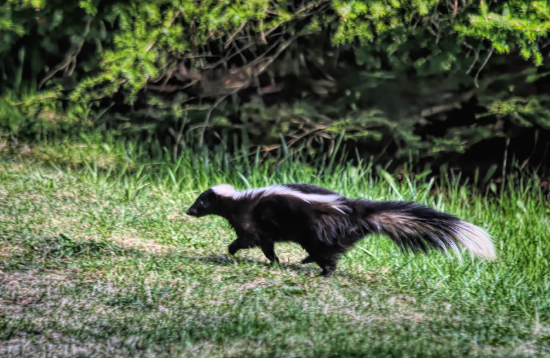 Skunk 