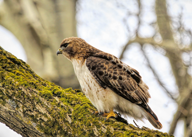 Red-tailed Hawk  
