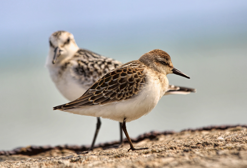 Semipalmated Sandpiper