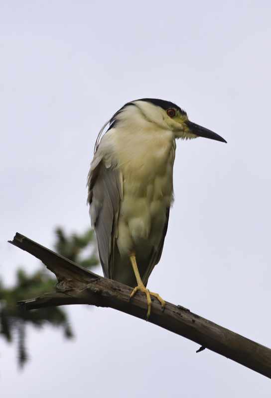 Black-Crowned Night Heron  