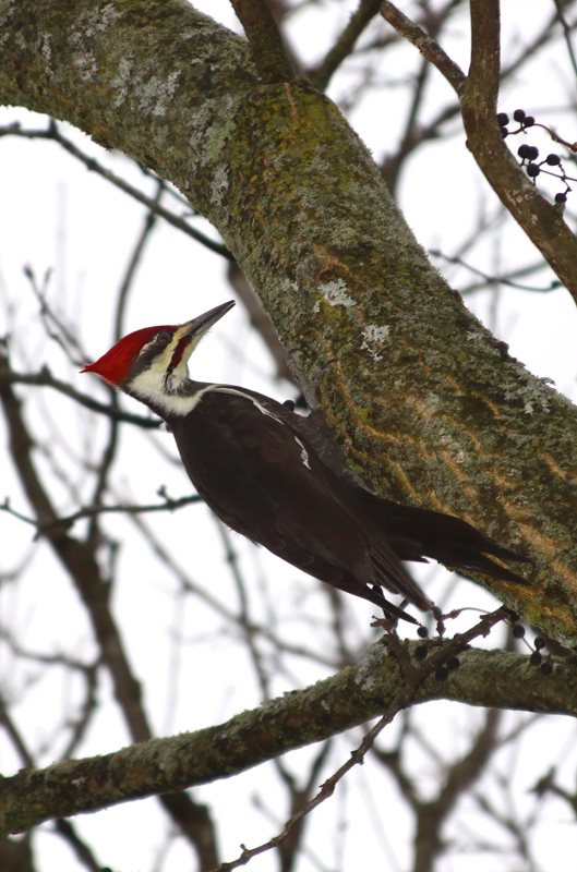 Pileated Woodpecker  