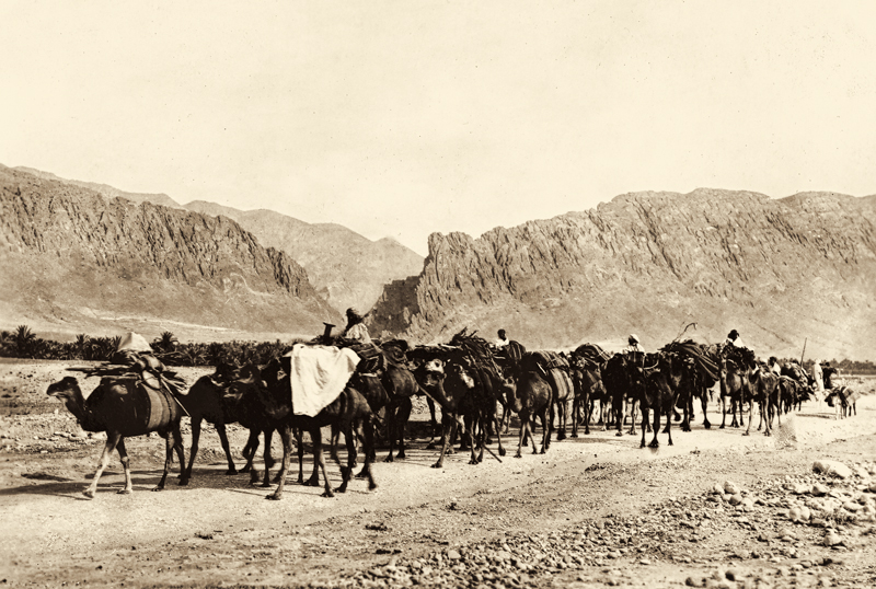 Camel Train  