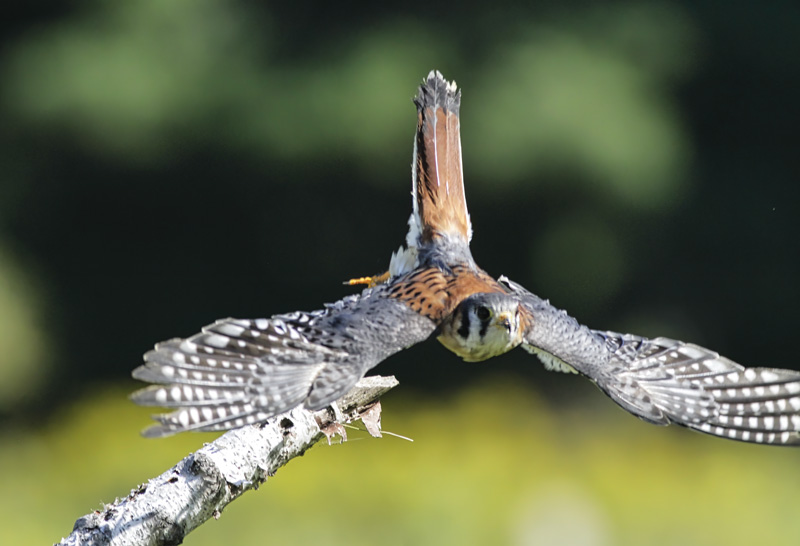 American Kestrel  