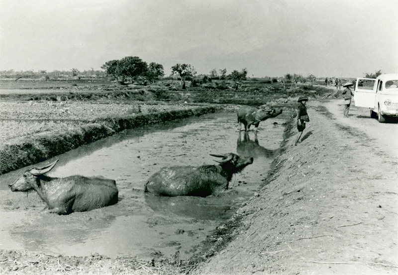 Wallowing in the Mud 