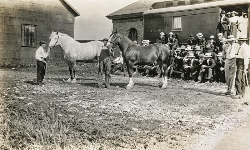 Horse Auction  
