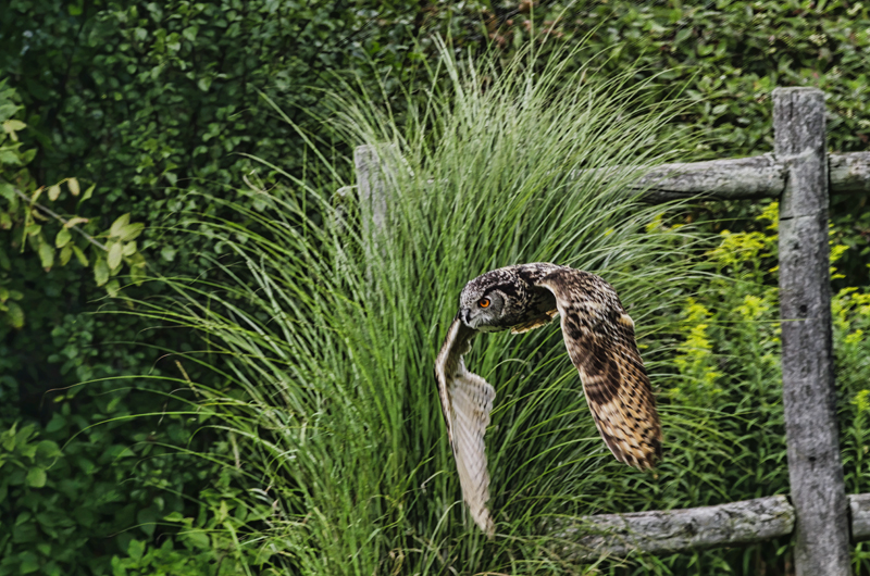 Eurasian Eagle Owl  
