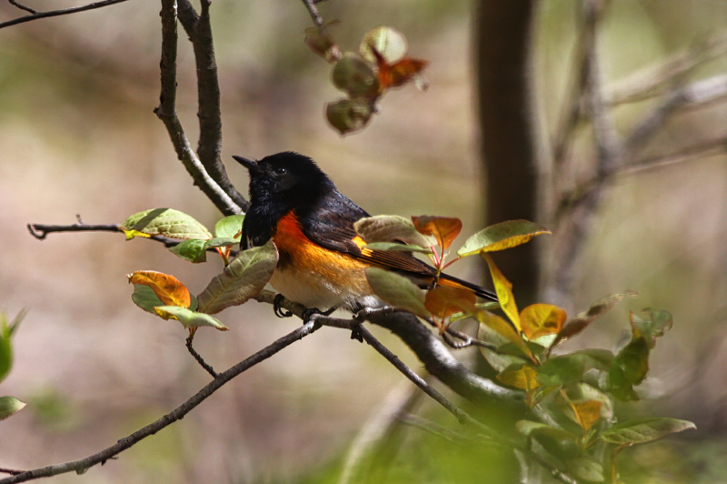 American Redstart  