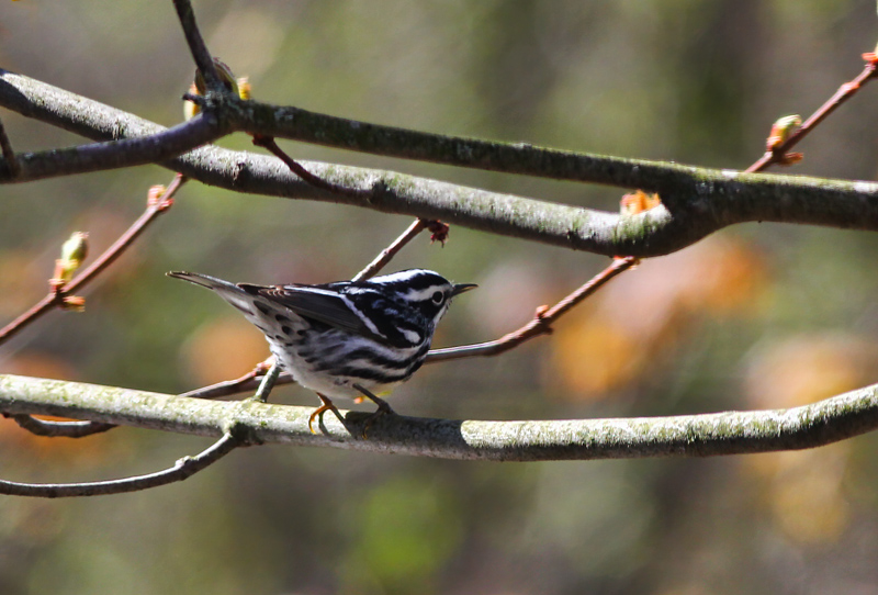 Black and White Warbler 