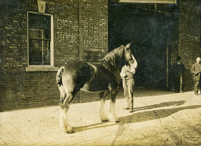 A Fine Looking Horse 