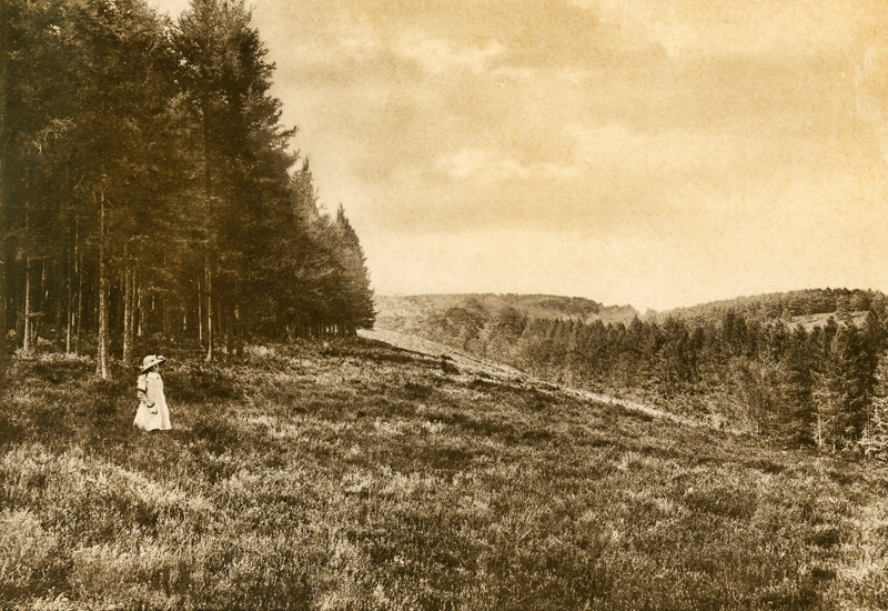 Bramshott Common 